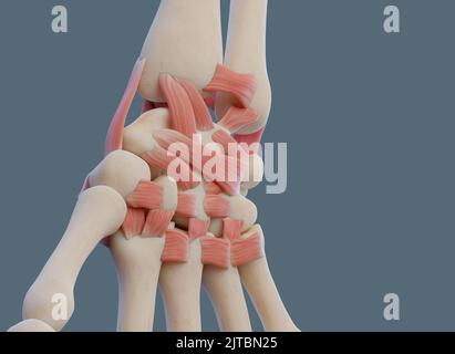 Vue rapprochée de l'articulation du poignet, avec les ligaments et les os. Banque D'Images