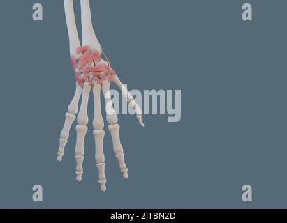 Vue rapprochée de l'articulation carpienne (poignet), des ligaments et des os. Banque D'Images