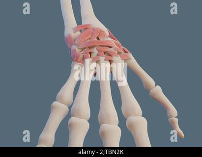 Vue rapprochée de l'articulation du poignet, avec les ligaments et les os. Banque D'Images