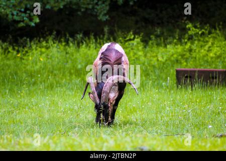 La chèvre de montagne mange de l'herbe dans la prairie, foyer sélectif, effet de bruit Banque D'Images