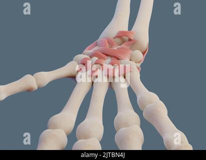 Vue rapprochée de l'articulation du poignet, avec les ligaments et les os. Banque D'Images