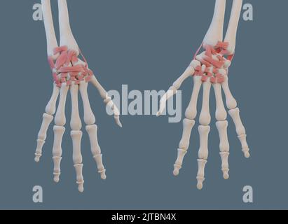 Vues antérieure et postérieure de l'articulation du poignet, avec ligaments et os. Banque D'Images