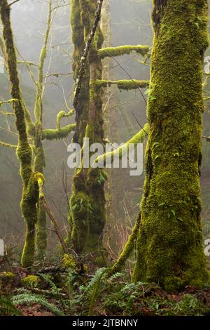 WA21898-00...WASHINGTON - arbres couverts de mousse dans le brouillard au-dessous de Tiger Mountain dans les Alpes Issaquah photographiés avec un Lensbaby Velvet 85. Banque D'Images