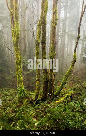 WA21900-00...WASHINGTON - arbres couverts de mousse dans le brouillard au-dessous de Tiger Mountain dans les Alpes Issaquah. Banque D'Images