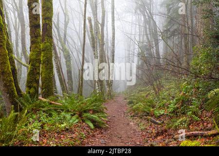 WA21905-00...WASHINGTON - Une journée brumeuse sur Tiger Mountain, une partie des Alpes Issaquah. Banque D'Images