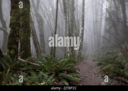 WA21905-00...WASHINGTON - Une journée brumeuse sur Tiger Mountain, une partie des Alpes Issaquah. Banque D'Images