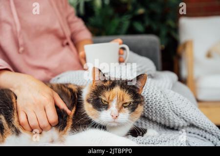 Gros plan chat multicolore d'animaux assis avec une femme en tissu écossais avec une tasse de thé chaud, une boisson au café sur le canapé à la maison. Confortable et confortable hiver, automne Banque D'Images