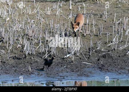 Un jeune renard chasse une moorhen au marais de Magor, son chaud et le marais s'assèchent. Permettre au renard de se rapprocher. Banque D'Images