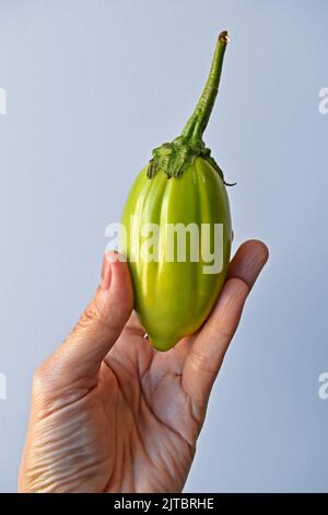 Aubergine scarlatine verte à portée de main sur fond lumineux Banque D'Images