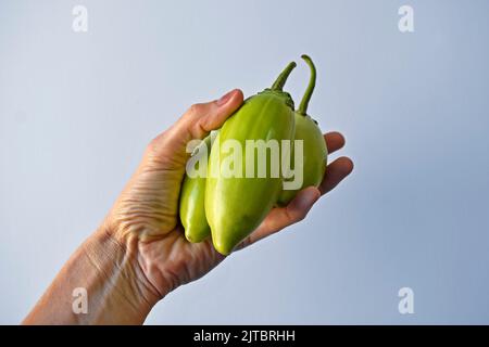 Des aubergines de scarlet vertes à portée de main sur un fond lumineux Banque D'Images