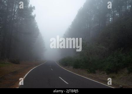 Route forestière brumeuse entre les pins. Journée mystérieuse dans les bois Banque D'Images