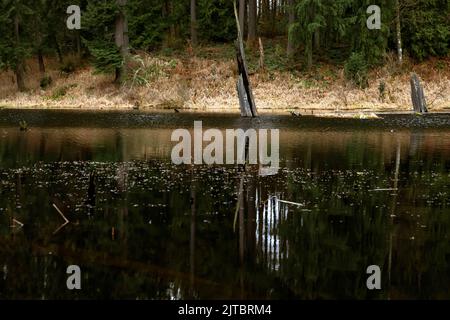 WA21925-00...WASHINGTON - réflexions dans Temple Lake au parc régional de Lord Hill dans le pays de Snohomish. Banque D'Images