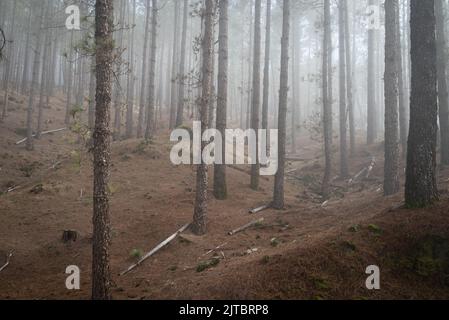 Paysage de forêt brumeux avec un chemin entre les pins avec des rondins en chemin Banque D'Images