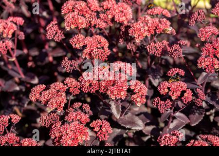 Plante à fleurs Hylotelephium telephium (Sedum telephium) cultivar 'Blue Pearl'. Plantes ornementales dans le jardin. Fond floral naturel Banque D'Images