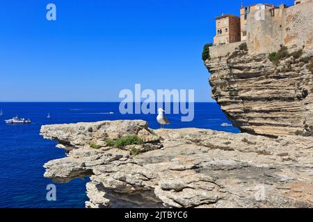 Un mouette au bord de la falaise citadelle de Bonifacio perchée au-dessus de la mer Méditerranée à Bonifacio (Corse-du-Sud) sur l'île de Corse, en France Banque D'Images