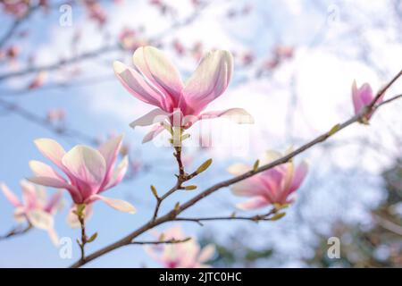 Fleurs de branche d'arbre de Magnolia avec fond bleu ciel Banque D'Images