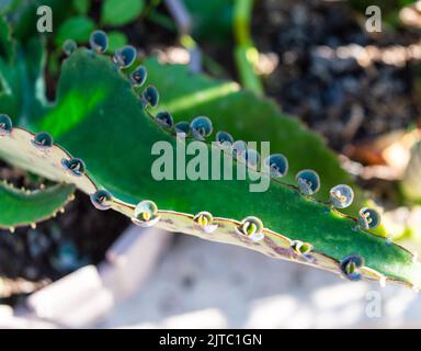 Kalanchoe daigremontiana, anciennement connu sous le nom de Bryophyllum daigremontianum et communément appelé mère de milliers, alligator plante, Diable's Backbone. Banque D'Images