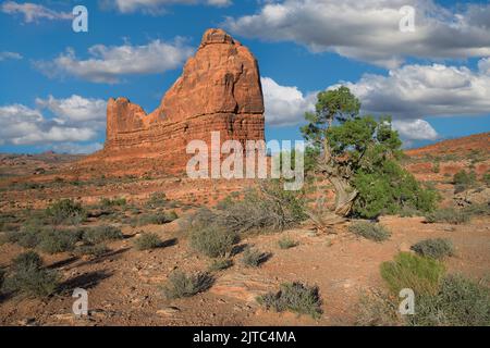 Scène dans le désert avec de grands rochers de grès et des plantes du désert dans le parc national d'Arches près de Moab, Utah Banque D'Images
