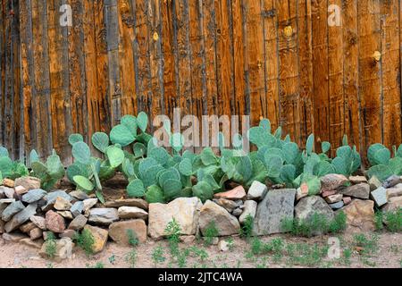 Cactus (Cacti) devant une clôture en bois à la maison à Los Cerrollos, Nouveau-Mexique Banque D'Images