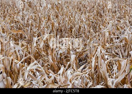 Tiges de maïs flétrissant après la chaleur et la sécheresse en raison du changement climatique en Allemagne Banque D'Images