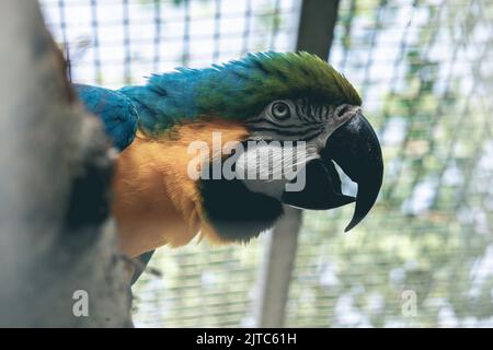 Portrait de perroquet de macaw jaune et bleu.perroquet dans la cage. Banque D'Images