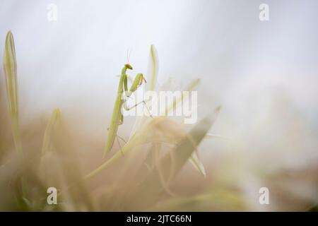 Mantis religiosa sur pancratium maritimum. Banque D'Images