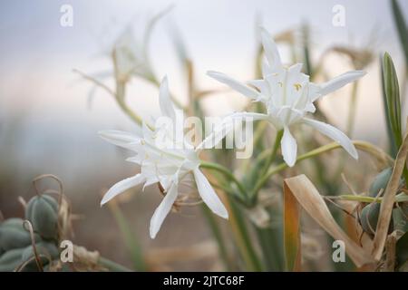 Vue rapprochée sur les nénuphars de sable ou la jonquille de la mer. Pancraticum maritimum, fleurs sauvages, fond de plage sablonneux. Nénuphars aux crêpes. Banque D'Images