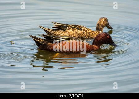 Anas cyanoptera (Cinnamon Teal, Pato colorado) couple natation et alimentation à Pantanos de Villa, Lima, Pérou. Banque D'Images