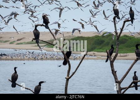 Phalacrocorax brasilianus résident debout sur un arbre et le pipeline de Leucophaeus qui survole Pantanos de Villa à Lima. Banque D'Images