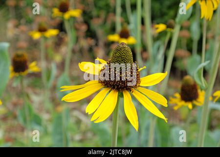 Fleur de cône jaune en fleur. Banque D'Images