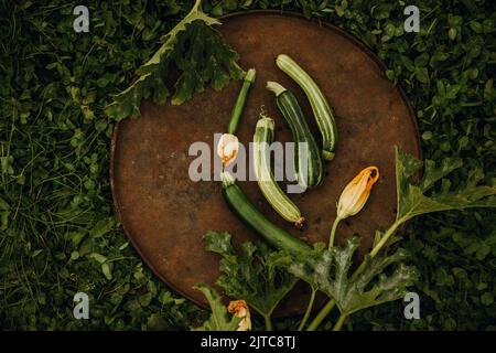 Zucchini, de couleur et de forme différentes, sur un plat en métal sur fond d'herbe verte, dans le jardin. Arrière-plan végétal abstrait du végétab Banque D'Images