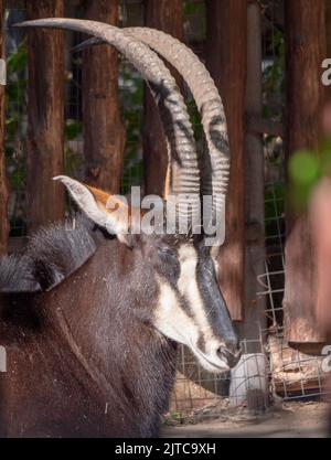 Portrait d'une rare hippotrague Hippotragus niger. Banque D'Images