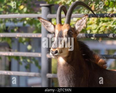 Portrait d'une rare hippotrague Hippotragus niger. Banque D'Images