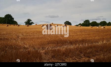 vue panoramique des balles de foin dans le champ de blé jaune Banque D'Images
