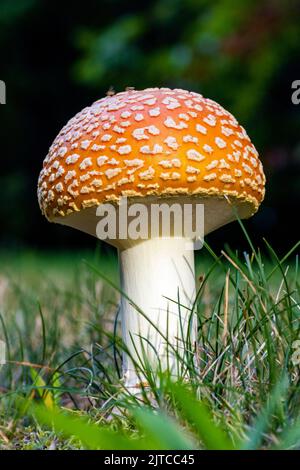 Amanita muscaria, communément appelée mouche agarique ou mouche amanita - près de la forêt nationale de Pisgah, Brevard, Caroline du Nord, États-Unis Banque D'Images