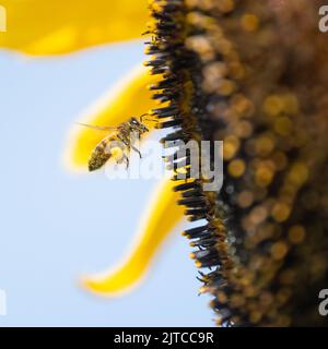 Abeille collectant le pollen du tournesol géant - royaume-uni Banque D'Images