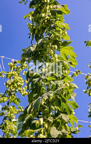 Baroda, Michigan - le houblon grandit à Hop Head Farms, dans l'ouest du Michigan. Les vignes poussent sur une corde soutenue par des fils aériens. Banque D'Images