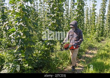 Baroda, Michigan - Un travailleur Mexico-américain aide à la récolte du houblon dans les fermes Hop Head, dans l'ouest du Michigan. Il coupe le fond des vignes et une corde Banque D'Images