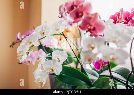 La fleur de phalaenopsis d'orchidées pousse sur le rebord de la fenêtre. Plantes d'origine en fleur. Fleurs blanches, pourpres, roses Banque D'Images