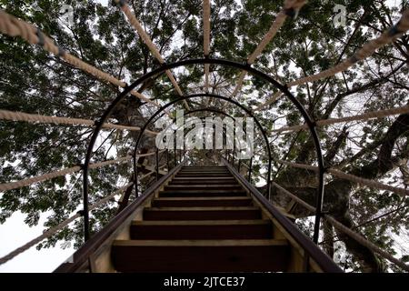 Vue depuis le bas de l'échelle de la maison d'arbres dans la forêt tropicale de Belize Banque D'Images