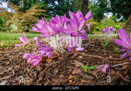 Violet délicat Colchicum giganteum 'Giant' (crocus d'automne) en fleur de la fin de l'été au début de l'automne dans RHS Garden, sagement, Surrey, sud-est de l'Angleterre Banque D'Images