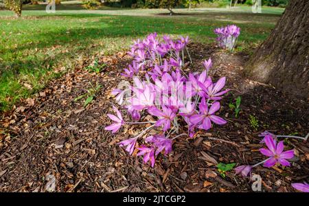 Violet délicat Colchicum giganteum 'Giant' (crocus d'automne) en fleur de la fin de l'été au début de l'automne dans RHS Garden, sagement, Surrey, sud-est de l'Angleterre Banque D'Images