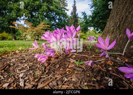 Violet délicat Colchicum giganteum 'Giant' (crocus d'automne) en fleur de la fin de l'été au début de l'automne dans RHS Garden, sagement, Surrey, sud-est de l'Angleterre Banque D'Images