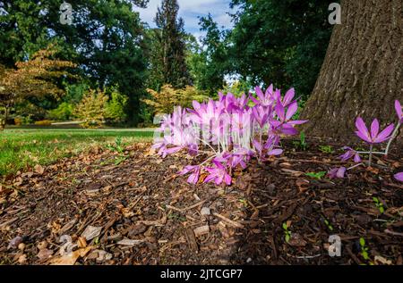 Violet délicat Colchicum giganteum 'Giant' (crocus d'automne) en fleur de la fin de l'été au début de l'automne dans RHS Garden, sagement, Surrey, sud-est de l'Angleterre Banque D'Images