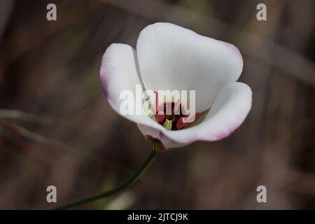 Inflorescence à cyme à fleurs blanches de Calochortus Catalinae, Liliaceae, herbe vivace indigène dans les montagnes côtières de Santa Monica, Springtime. Banque D'Images