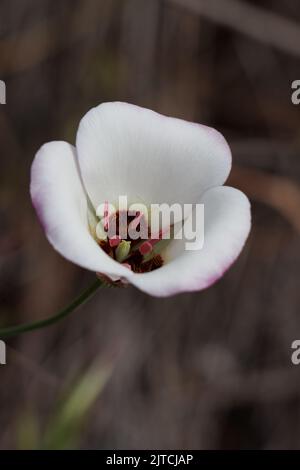 Inflorescence à cyme à fleurs blanches de Calochortus Catalinae, Liliaceae, herbe vivace indigène dans les montagnes côtières de Santa Monica, Springtime. Banque D'Images