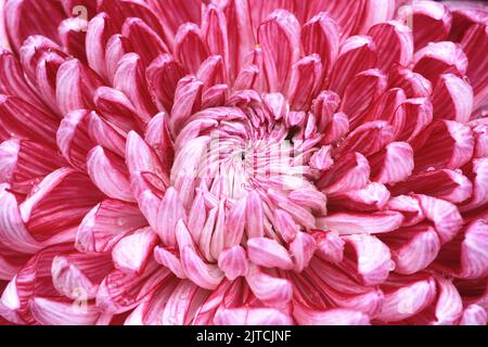 Photo macro, fleurs de Chrysanthemum colorées avec gouttes de pluie, gros plan de rouge avec fleurs blanches fleuries dans le jardin Banque D'Images