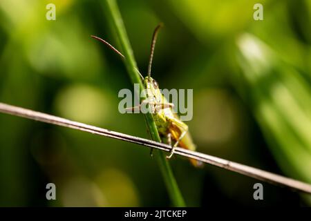 Photo macro de la sauterelle des prés se cache derrière une tige d'herbe. Horizontalement. Banque D'Images