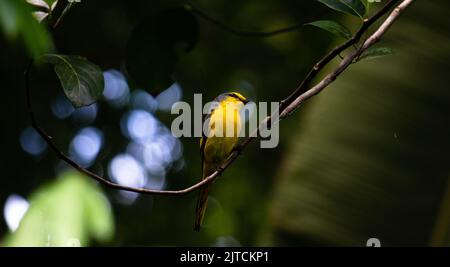 Belle photo d'un oiseau de mini-vivet femelle reposant sur une petite branche Banque D'Images