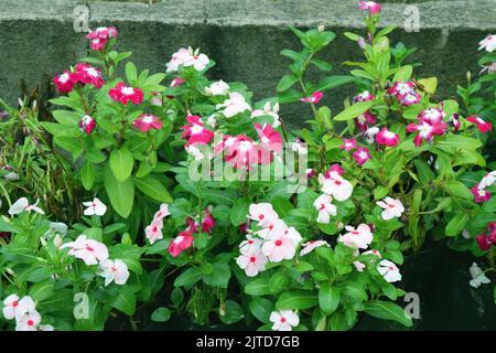 Royal Floria Putrajaya Banque D'Images